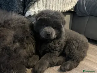 Chow Chow dogs Blue chowchow boy left 😻 - Advert 1