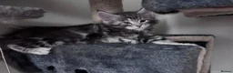 Maine Coon cats for sale: Stunning TICA Registered Mainecoons - Advert 9