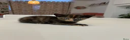 British Shorthair cats for sale: 4 loving, playful BSH kittens for sale in Leeds.  - Advert 10