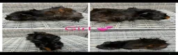 Guinea Pig rodents for sale: 6 Female, 3 male guinea pigs for new homes  - Advert 5