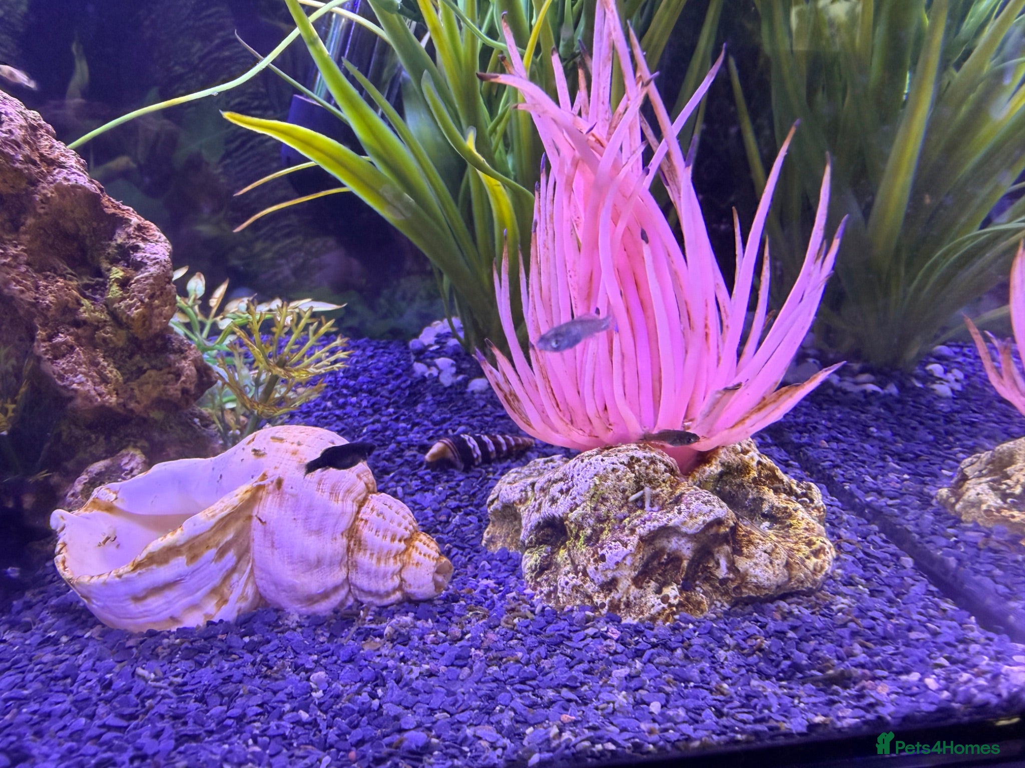 Mollies fish Balloon molly babies - Advert 2