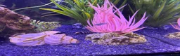 Mollies fish for sale: Balloon molly babies - Advert 1