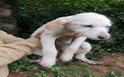 Labradoodle dogs for sale: Labradoodle / Fox Red Labrador X Puppies - Image 31
