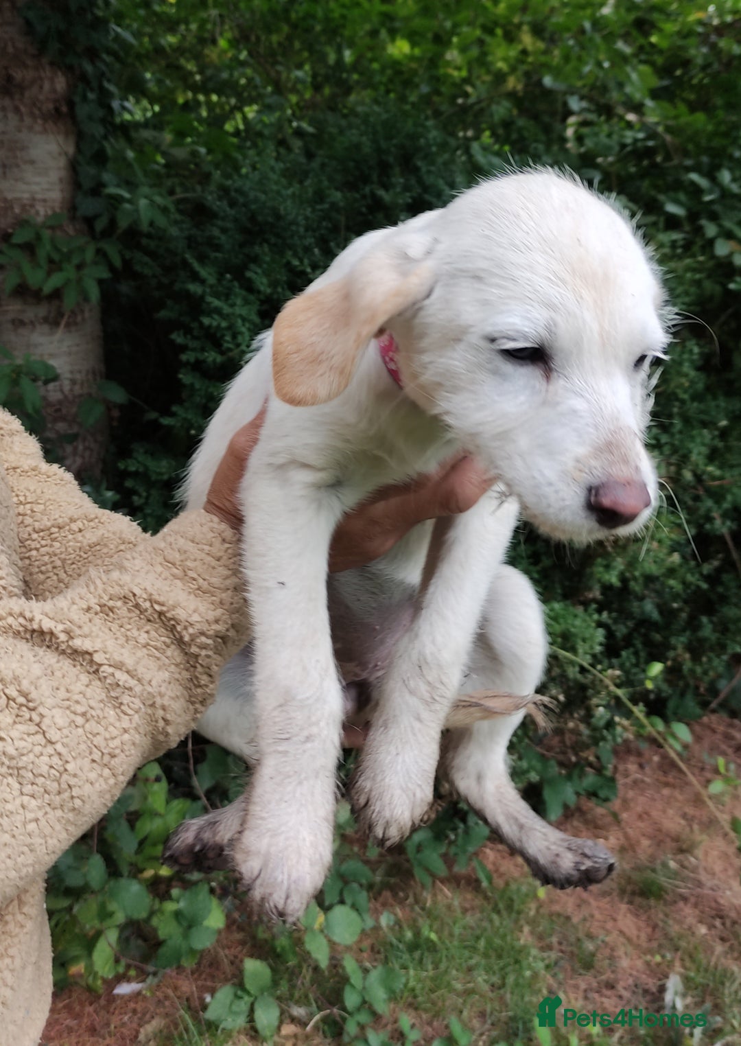 Labradoodle dogs for sale: Labradoodle / Fox Red Labrador X Puppies - Image 31