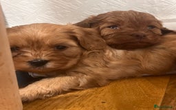 Cavapoo dogs for sale: Cavapoo crossed cavapoo f2 toy puppies - Image 1