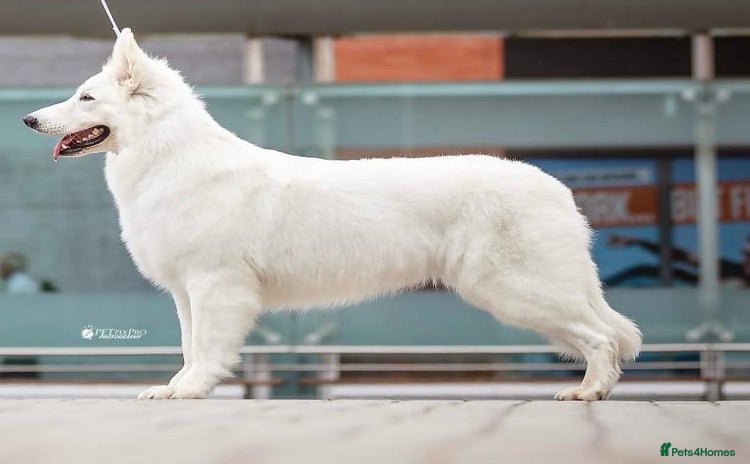 White Swiss Shepherd dogs - Advert 1