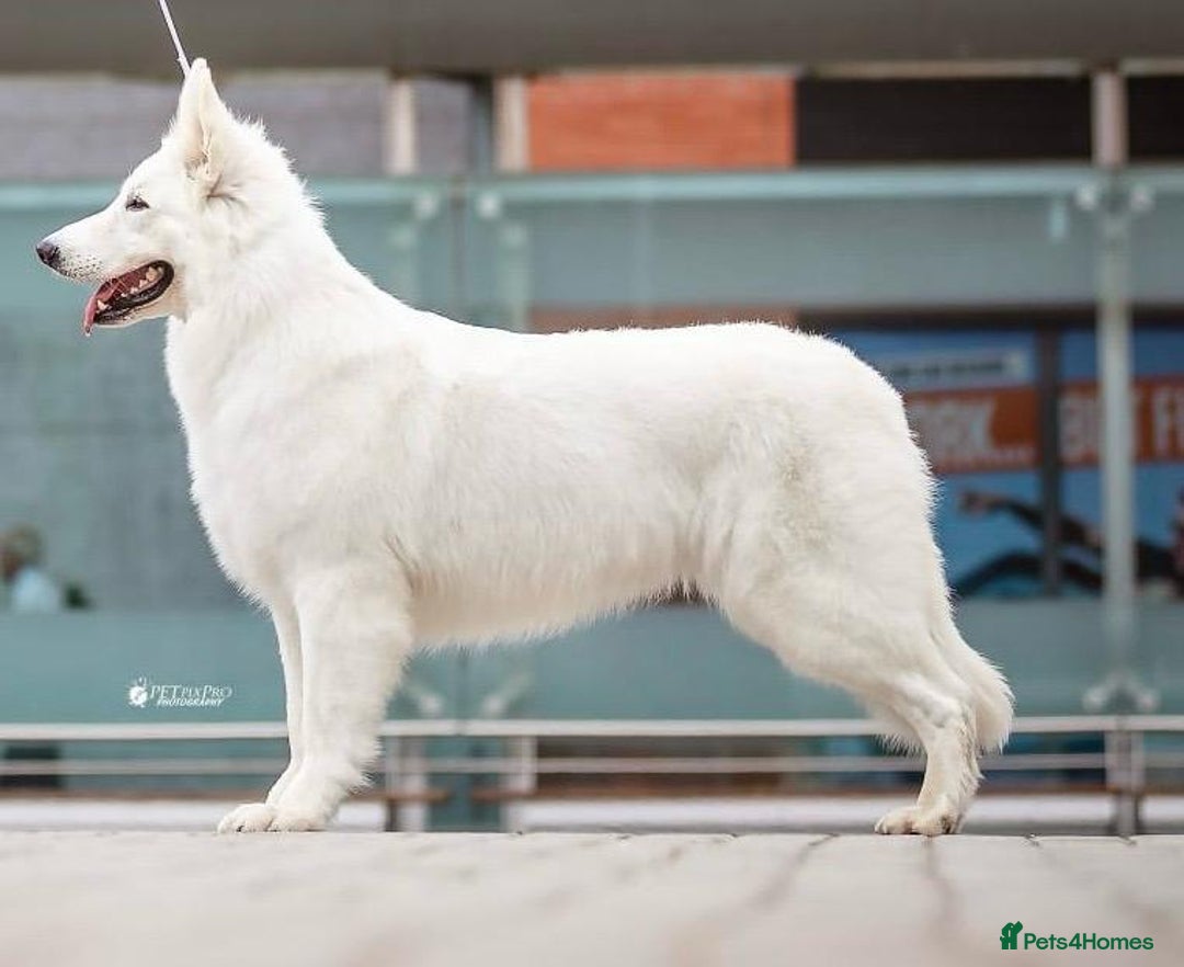 White Swiss Shepherd dogs for sale: World Champion Parents - Image 1