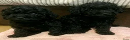 Toy Poodle dogs for sale: 🩷1 left🩷 - Advert 4