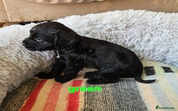 Cocker Spaniel dogs for sale: Outstanding cocker spaniel pups - Image 5