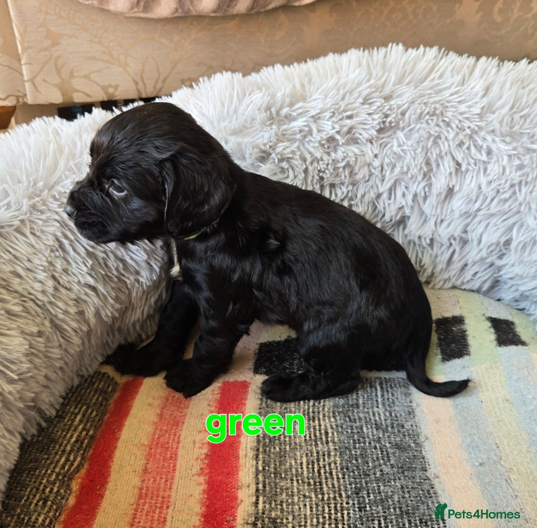 Cocker Spaniel dogs for sale: Outstanding cocker spaniel pups - Image 5