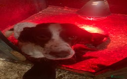 Sprocker dogs for sale: Sprocker spaniels  - Image 7