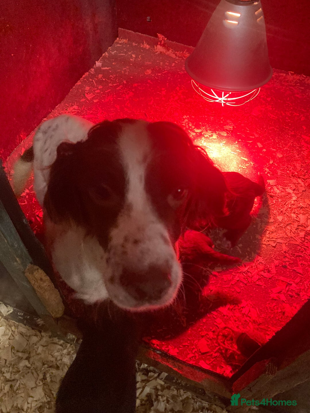 Sprocker dogs for sale: Sprocker spaniels  - Image 7