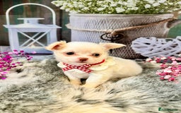 Chihuahua dogs for sale: 🤎💛Exquisite KC LC Chihuahuas🤎💛  - Image 6