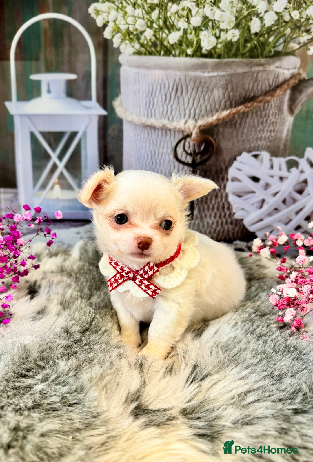 Chihuahua dogs for sale: 🤎💛Exquisite KC LC Chihuahuas🤎💛  - Image 6
