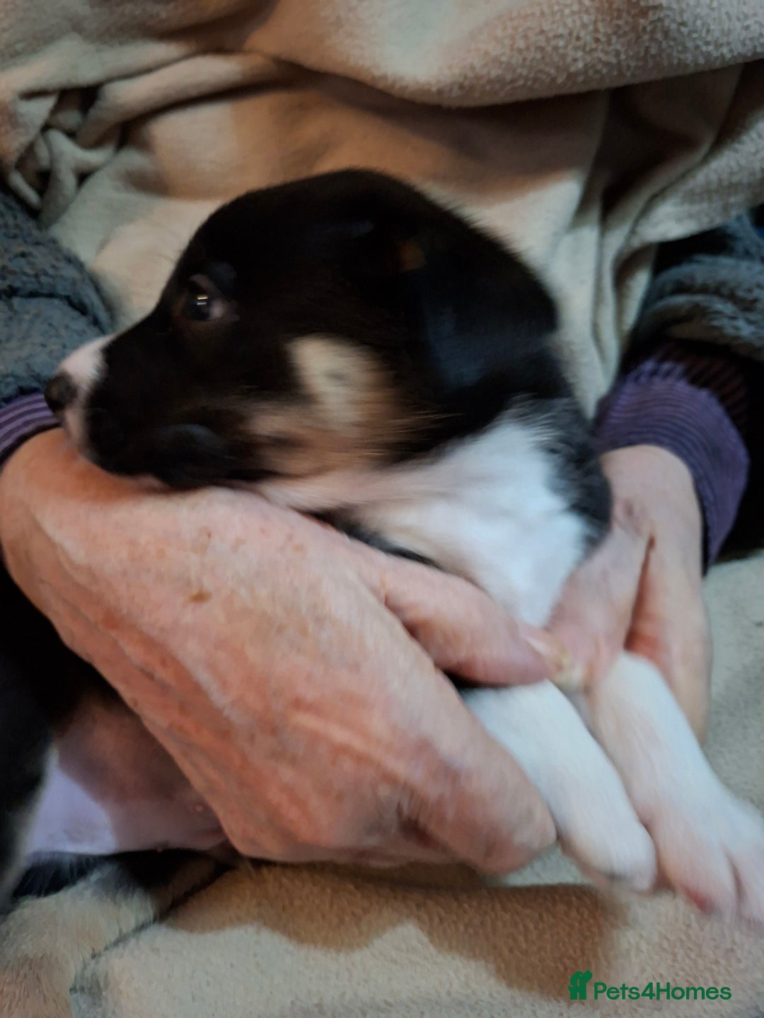 Border Collie dogs for sale: Border collies for sale - Image 6
