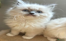 Ragdoll cats for sale: 4 Beautiful Female Ragdoll kittens for sale  - Image 7