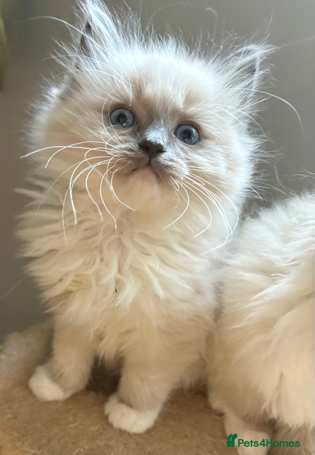 Ragdoll cats for sale: 4 Beautiful Female Ragdoll kittens for sale  - Image 7