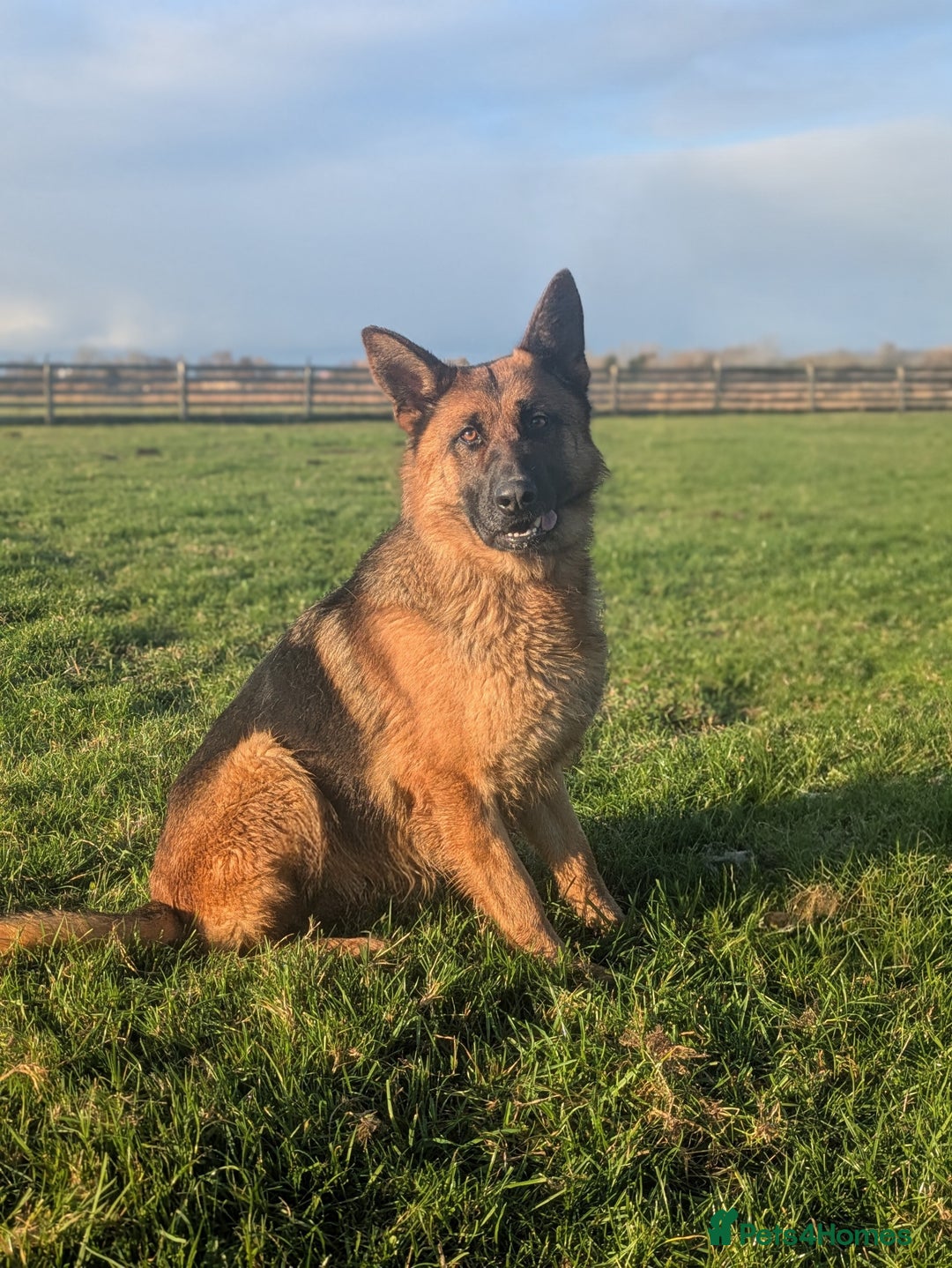 German Shepherd dogs for sale: Champion Bred, KC Health Tested Import Female - Advert 3