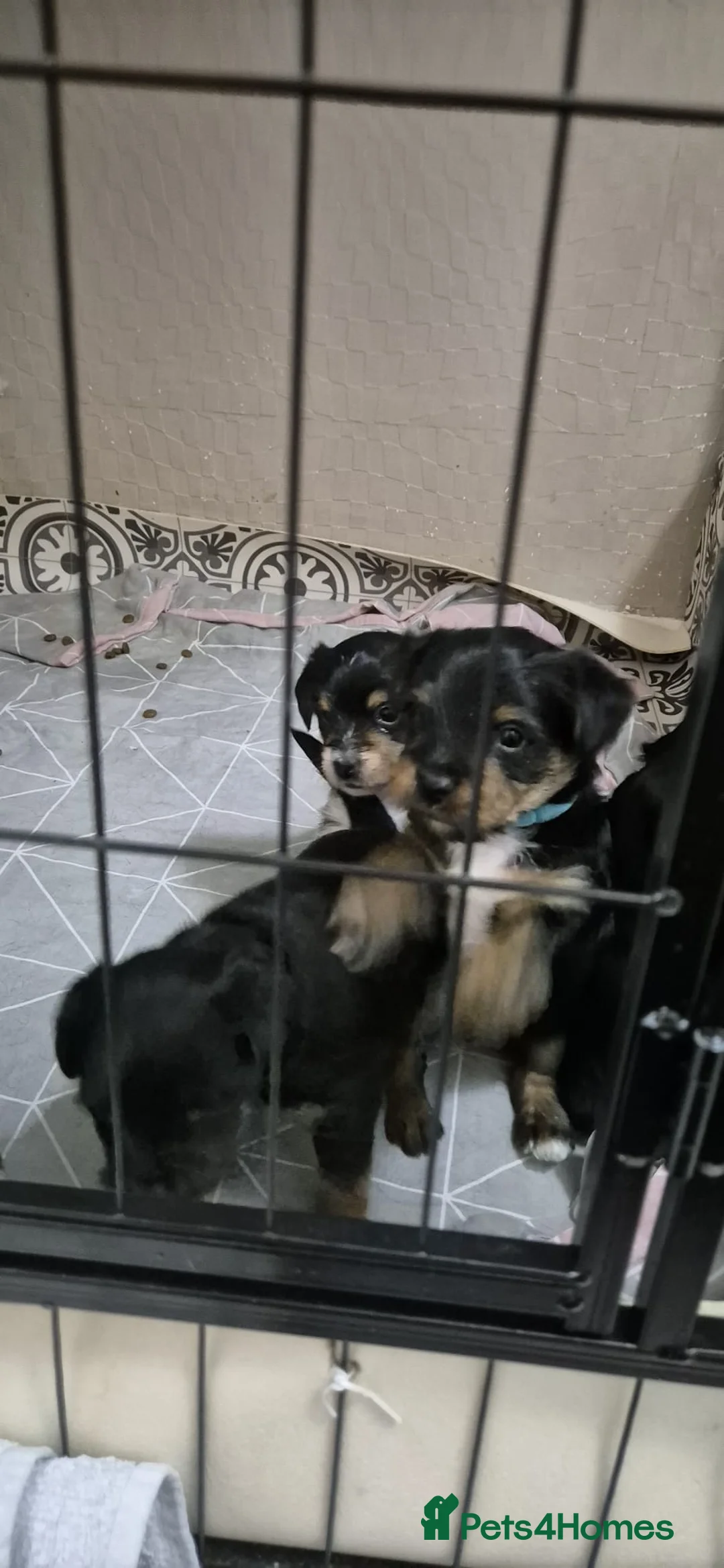 Mixed Breed dogs for sale: Yorkshire terrier mix brider - Advert 17