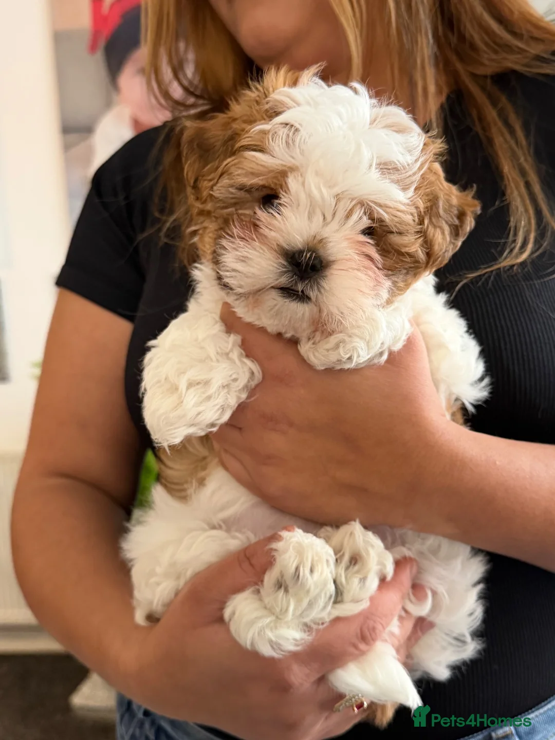 Shih Tzu dogs for sale: Shih Tzu x Teddy Biewer Terrier in Salford - Advert 2