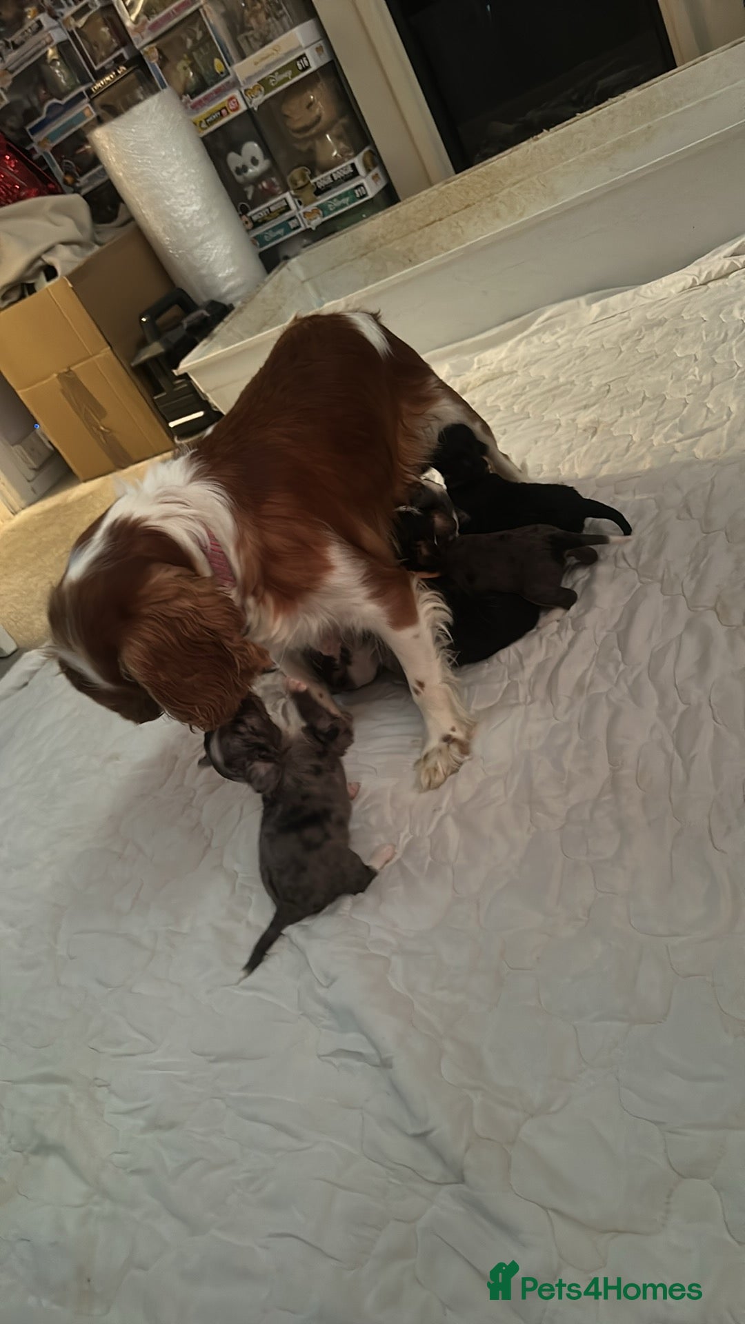 Mixed Breed dogs for sale: Borderlier puppy  - Image 8