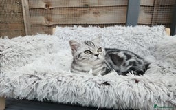 British Shorthair cats for sale: Stunning BSH Silver tabby female kitten - Image 3