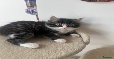 Mixed Breed cats - Advert 9