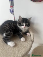 Mixed Breed cats - Advert 9