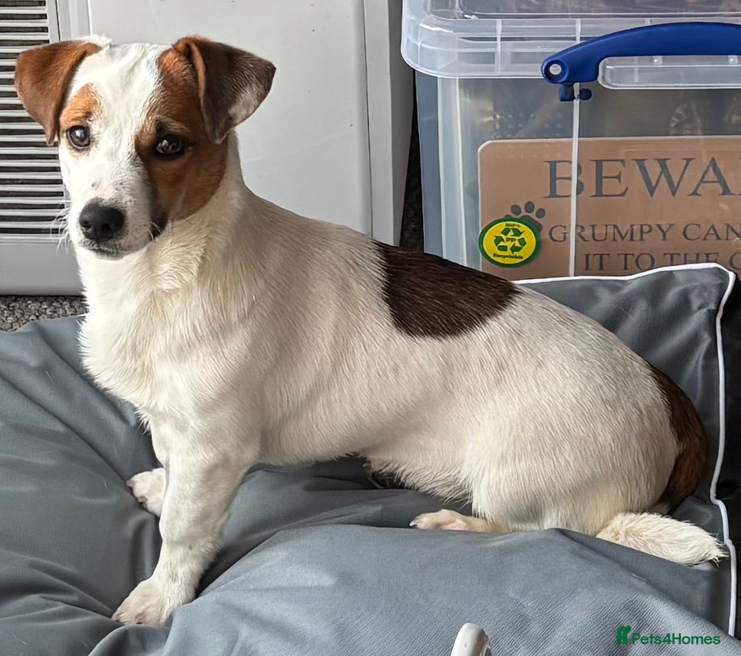 Jack Russell dogs 7 month old dog jack Russell, last from litter - Advert 1