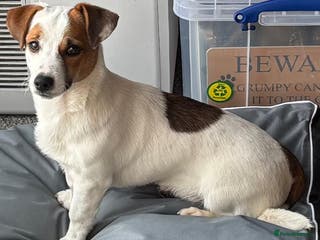 Jack Russell dogs 7 month old dog jack Russell, last from litter - Advert 1