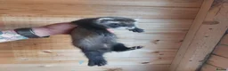 Ferret rodents for sale: Rescue Kits for sale - Advert 15