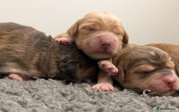 Cockapoo dogs for sale: Champion-Line Cockapoos From Health Tested Parents - Image 2