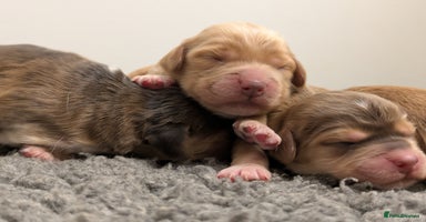 Cockapoo dogs - Advert 5