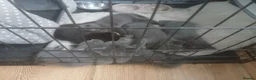 Mixed Breed cats for sale: Russian blue, mixed breed - Advert 7