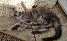 Maine Coon cats for sale: Stunning Maine Coon kittens - Image 12