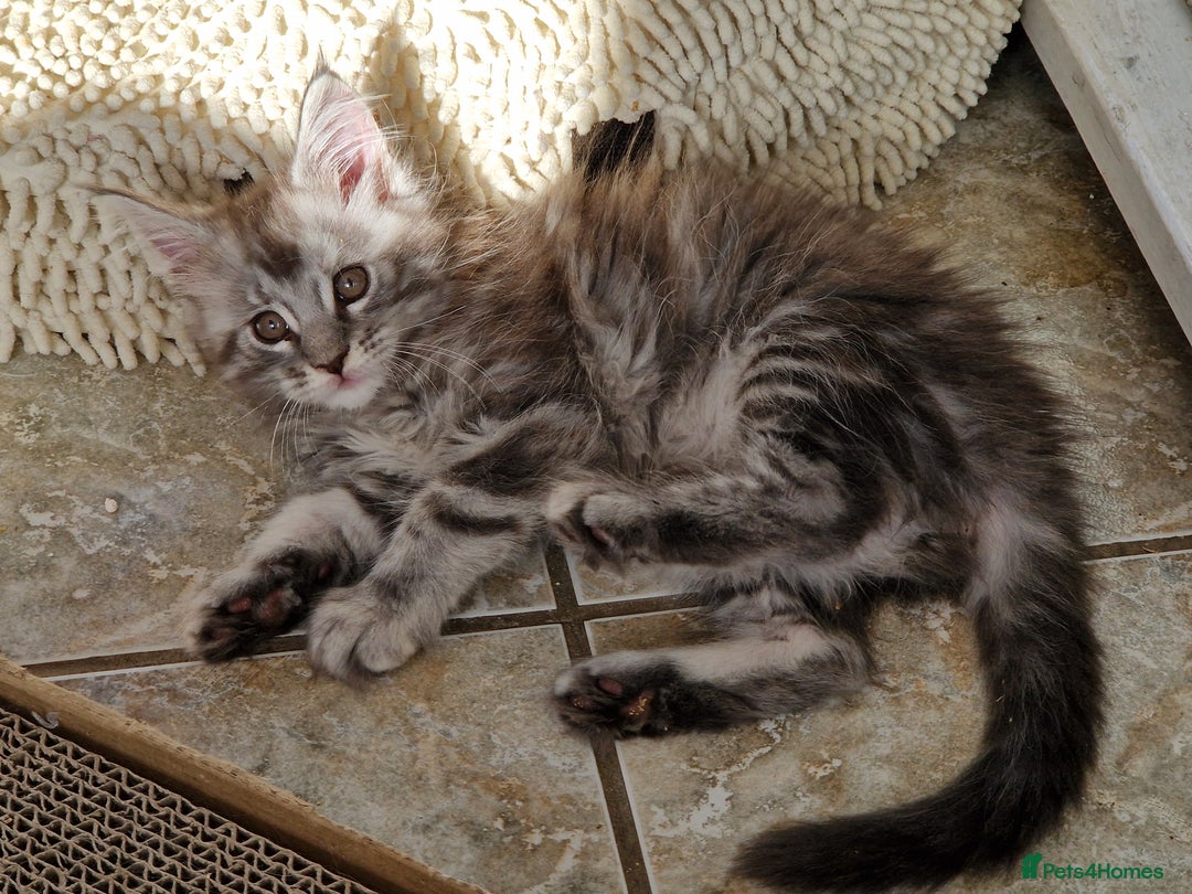 Maine Coon cats for sale: Stunning Maine Coon kittens - Image 12