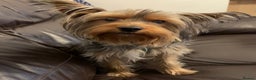 Yorkshire Terrier dogs for stud: For STUD - Advert 22