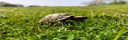 Tortoise reptiles for sale: Baby Spur Thigh Tortoises  - Advert 4