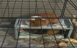 Guinea Pig rodents for sale: Guinepigs two Brothers  - Image 3