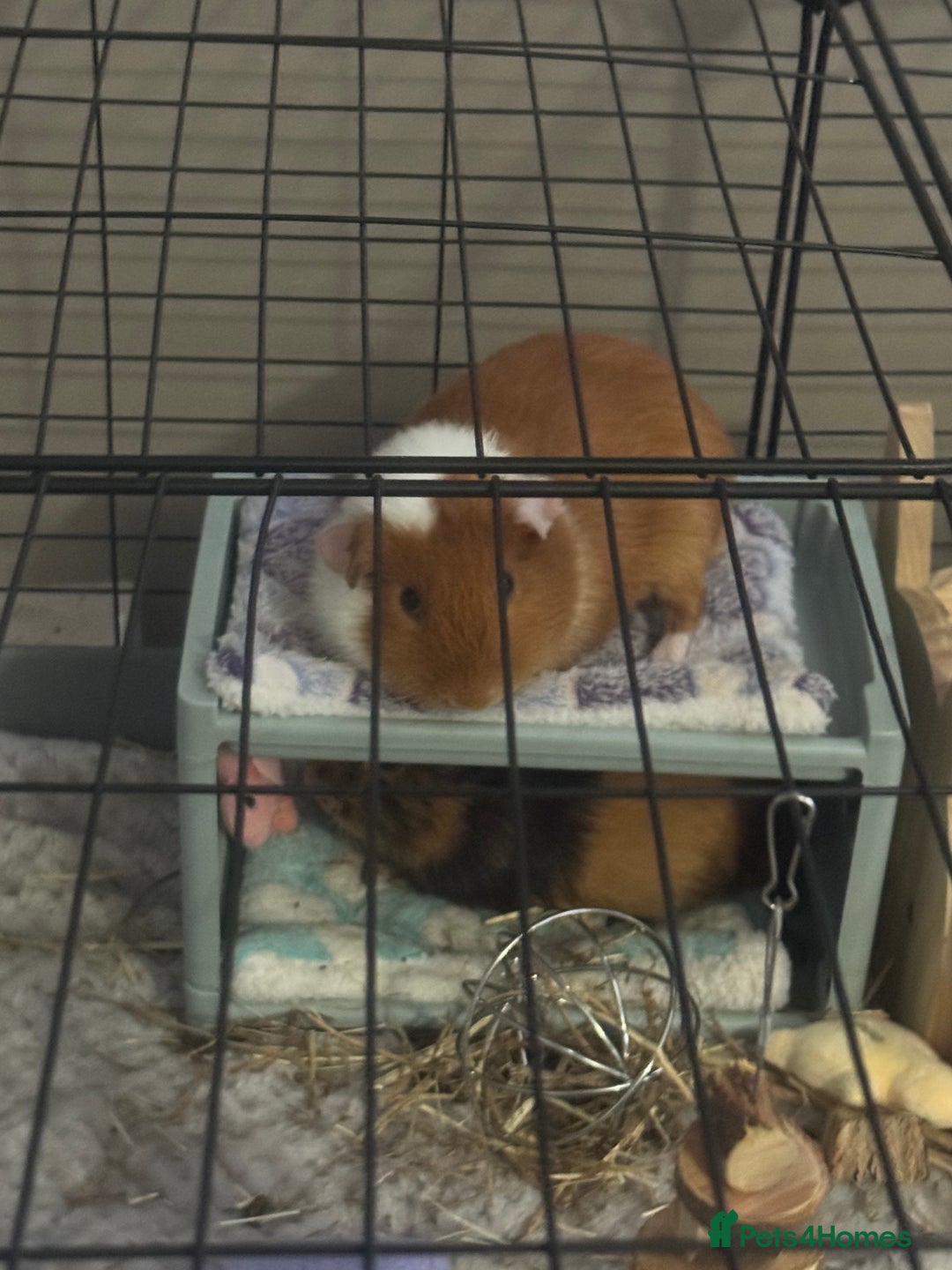 Guinea Pig rodents for sale: Guinepigs two Brothers  - Image 3