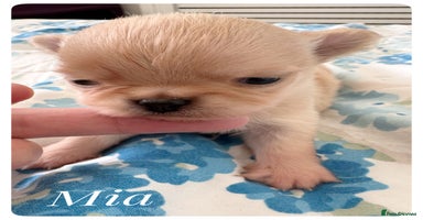 Chihuahua dogs - Advert 7