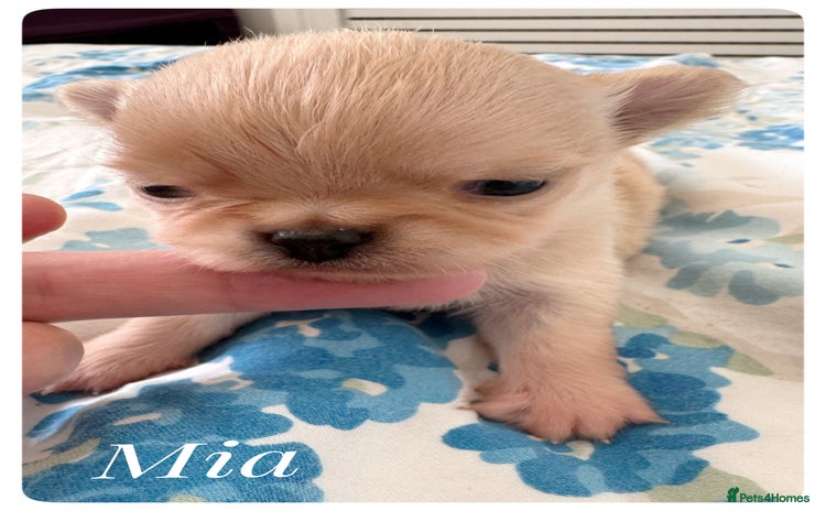Chihuahua dogs - Advert 2