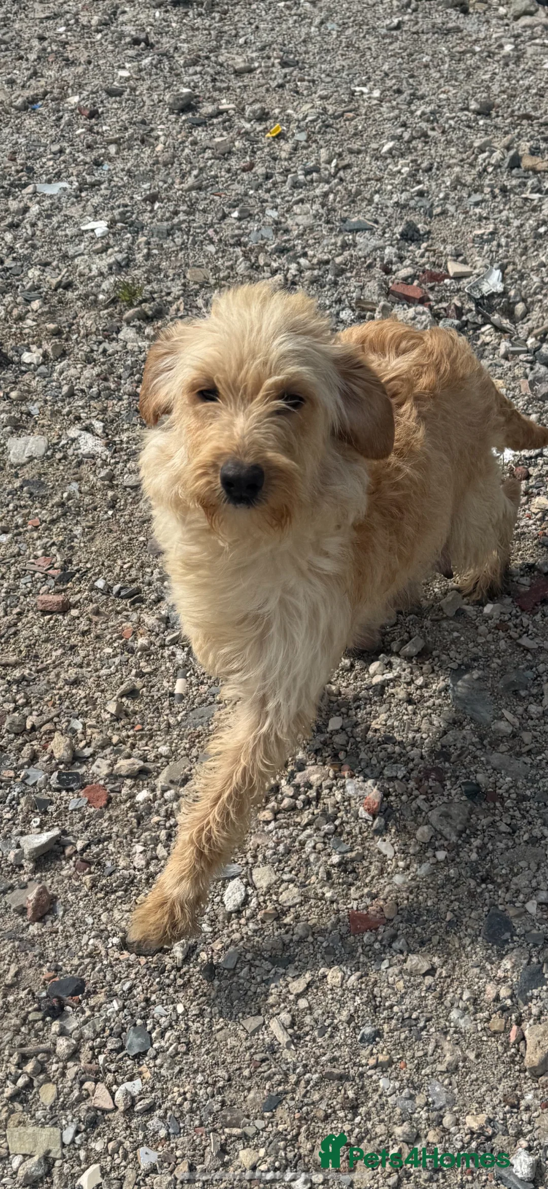 Labradoodle dogs for sale: 🐶Miniature labradoodle puppies 🐶  - Advert 17
