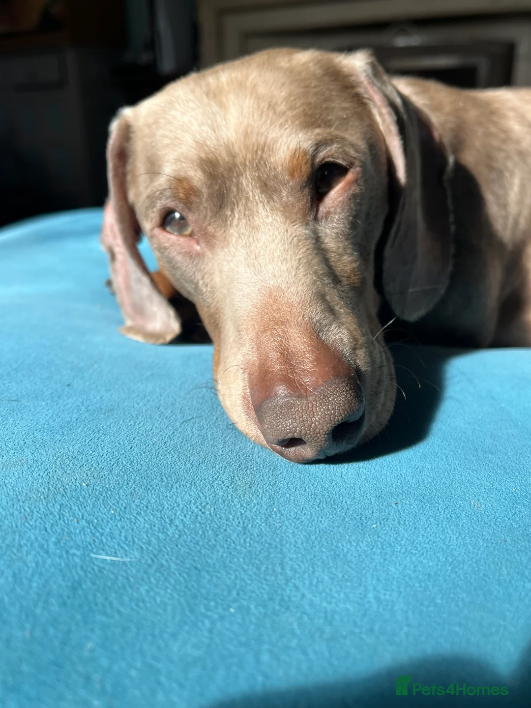 Miniature Dachshund dogs for stud: Isabella and tan mini dachshund - Advert 2