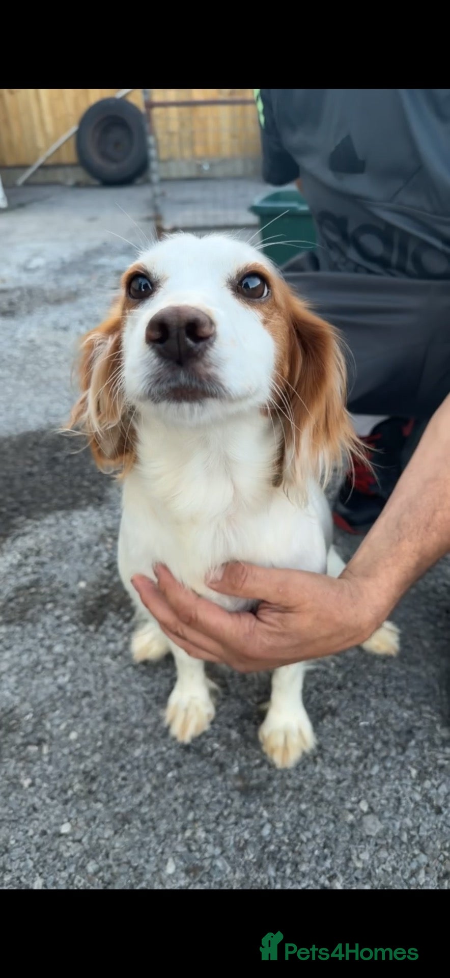 Cocker Spaniel dogs 1 girl🩷 1 boy💙puppy for sale  - Advert 1