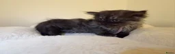 Mixed Breed cats for sale:  Persian mix kittens  in Bradford - Advert 29