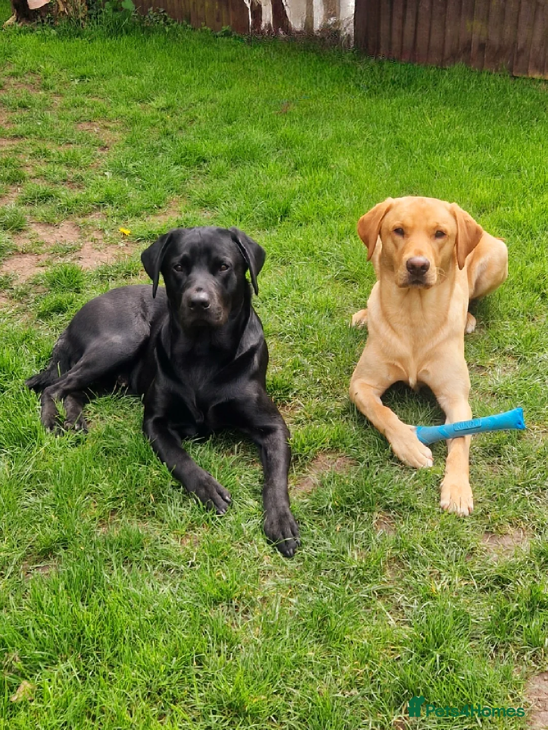 Labrador Retriever dogs for stud: Labrador Ret. 100%-success PROVEN KC/Health tested in Brecon - Advert 36