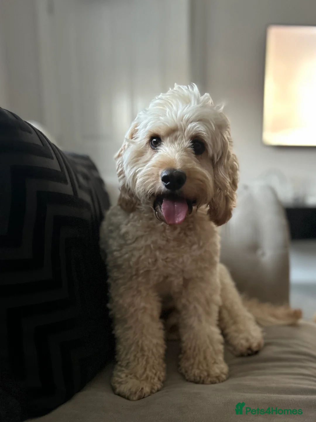 Cockapoo dogs for stud: Beautiful apricot cockapoo for stud in Hartlepool - Advert 3