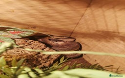 Snake reptiles for sale: Cinnamon Mojave pastel het pied royal python  - Image 5