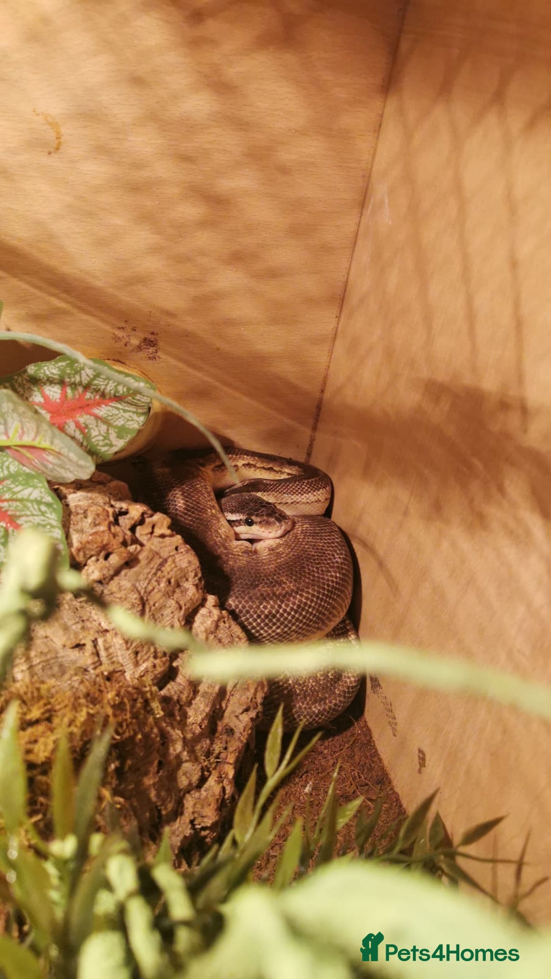 Snake reptiles for sale: Cinnamon Mojave pastel het pied royal python  - Image 5